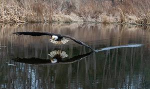 Freedom Flight by Cindy El-Gaaly