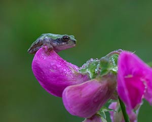 Prince and the Pea by Betsy Marshall