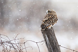 Snow Daze by Betsy Marshall