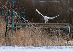 Final Flight by Margy Meath