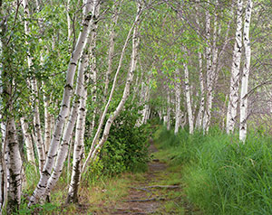 Trail of the Birches by Gary Thompson
