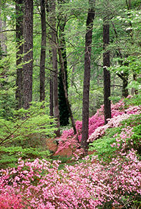 Azaleas in the Forest by Phyllis Thompson