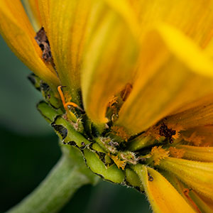 Zinnia from Below by Luann Pero