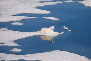 Polar Bear by Bev Cronkite