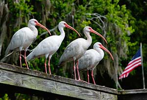 Ibis in America by Peter Blackwood