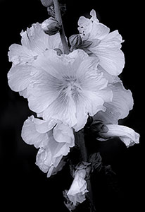 Hollyhock in White by Bonnie Gamache