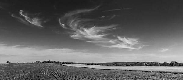 Rows and Wheat by John Solberg