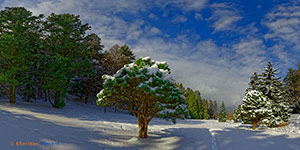 Pinetum Durand Eastman Park by Sheridan Vincent