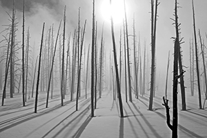 Ghost Trees by Archie Curry
