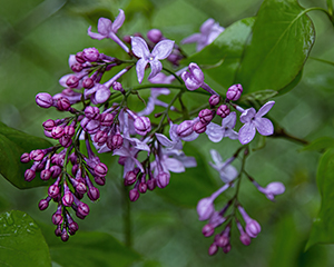 Lilac Splendor by Luann Pero