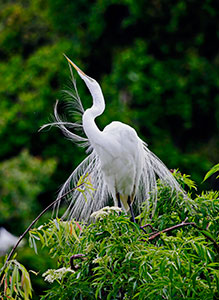 Preening by Archie Curry