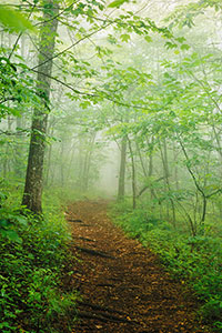 Trail to the Bluffs by Gary Thompson