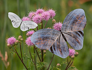 Gold Spotted Silver by Lee Ingraham