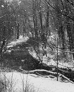 Snowy Day Afternoon by Dennis Adams