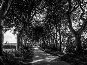 Dark Hedges by Michael J. Keaton