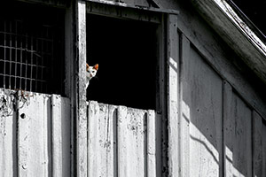 Watching the Farm by Peter Blackwood