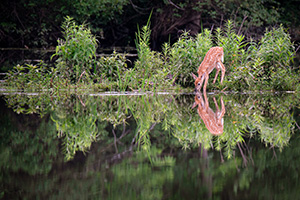 Thirsty Fawn by Joe Jech