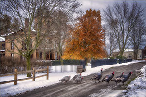 Turkey Crossing by Jim Dusen