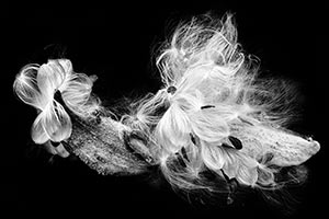 Milkweed by Laura Knecht