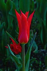 Lamberton Tulips by Donna LaPlante