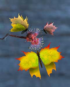 Sugar Bush Butterfly by Lee Ingraham