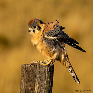 Ruffled Feathers by Gary Butler