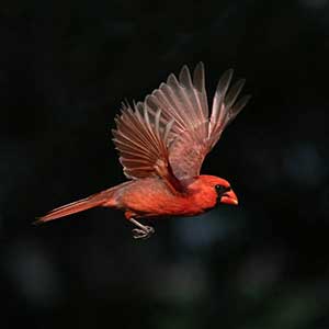 Scarlet Landing by Marie Costanza