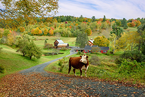 A Visitor at the Sleepy Hollow Farm by Patty Singer