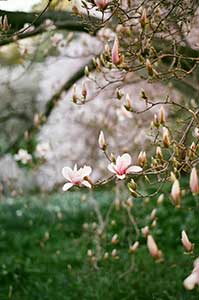 Magical Magnolias by Vivian Rivers