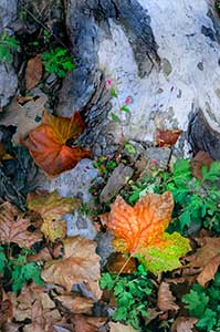 Becoming by Michael Shoemaker