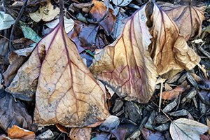 Fall Foliage by Don Menges