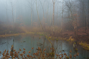 Pond #1 by Larry Mandelker