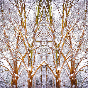 Natures Church by Nikki Bittner