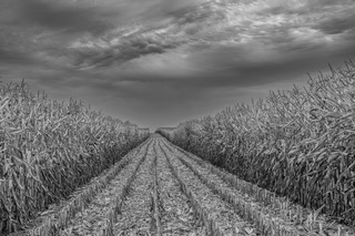 Fall Cut by Ron Shapiro