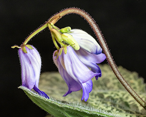 Turtle Plant by Don Menges