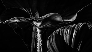 Jardin-de-Papilotte,-Dominica by Paul Shew