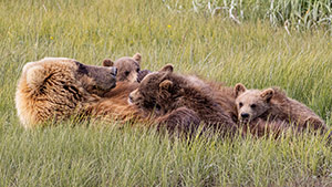 Alaskan Lulleby by Tonya Plank