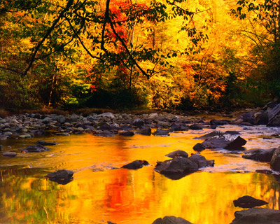 Gold on the Little River by Gary Thompson