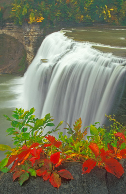 Virginia Creeper at the Middle Falls by Gary Thompson