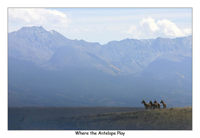 Where the Antelope Play by Bill Bernbeck