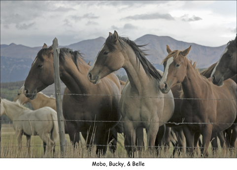 Mobo, Bucky, and Belle by Bill Bernbeck