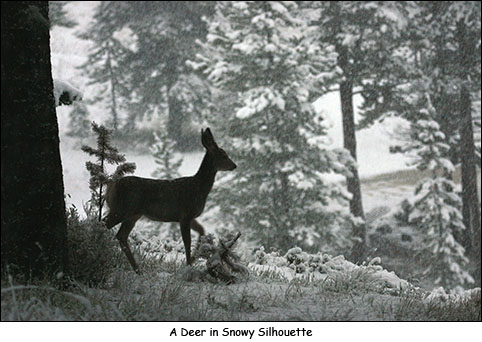 A Dear in Snowy Silhouette by Bill Bernbeck
