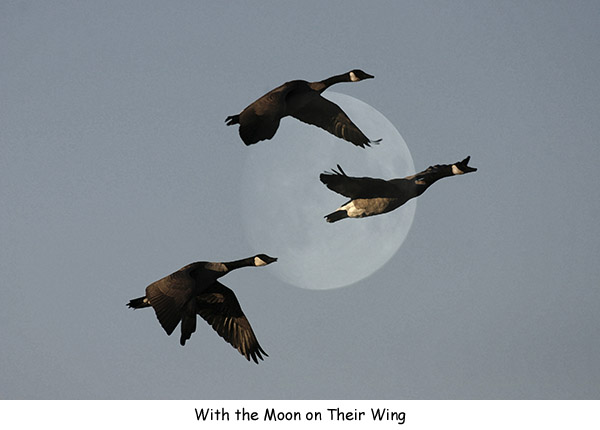 Moon on their Wings by Bill Bernbeck