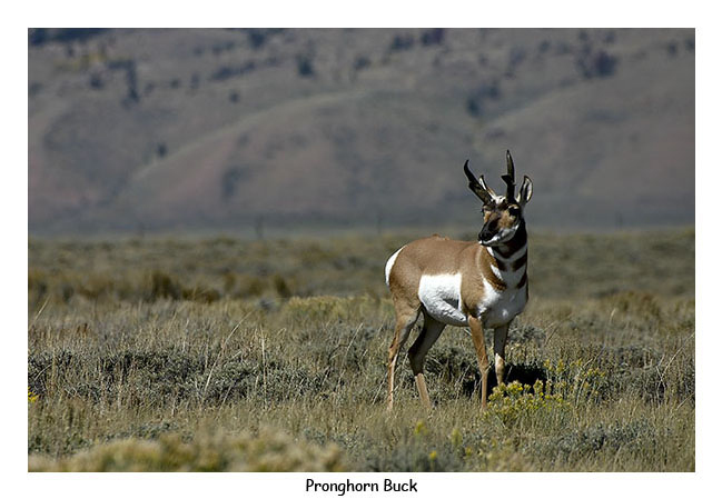 Pronghorn Buck by Bill Bernbeck
