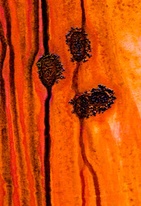 Rust Study by Steve Levinson