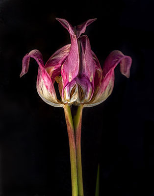 Reflectin Duality (Tulip) by Elena Dilai