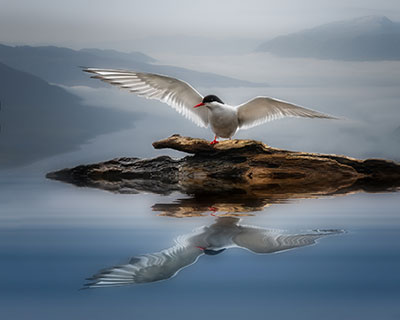 Arctic Tern Reflection by Patti Larson