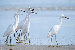 Egrets on the Beach by Tom Kredo