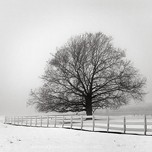 A Tree Behind the Fence by John Solberg