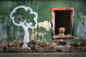 Dog with Graffiti by Tom Kredo
